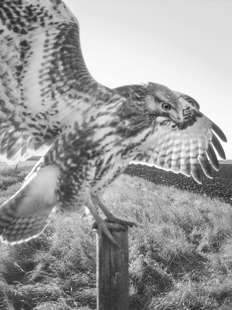 Stephen GILL (*1971, Great Britain): Common Buzzard Nr 12020577 – Christophe Guye Galerie