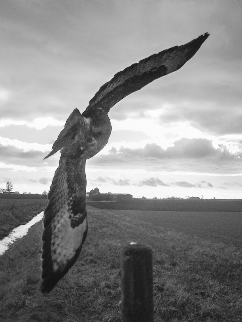 Stephen GILL (*1971, Great Britain): Common Buzzard Nr 11060697 – Christophe Guye Galerie