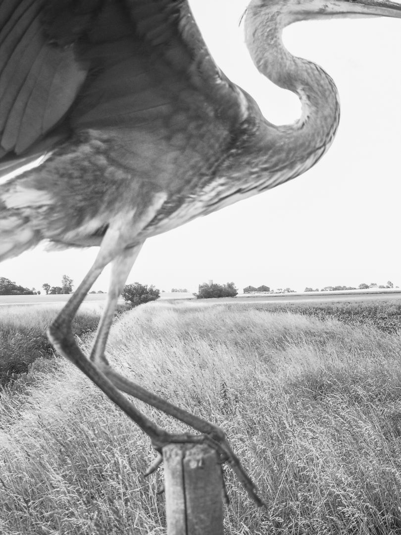 Stephen GILL (*1971, Great Britain): Heron Nr 07140174 – Christophe Guye Galerie