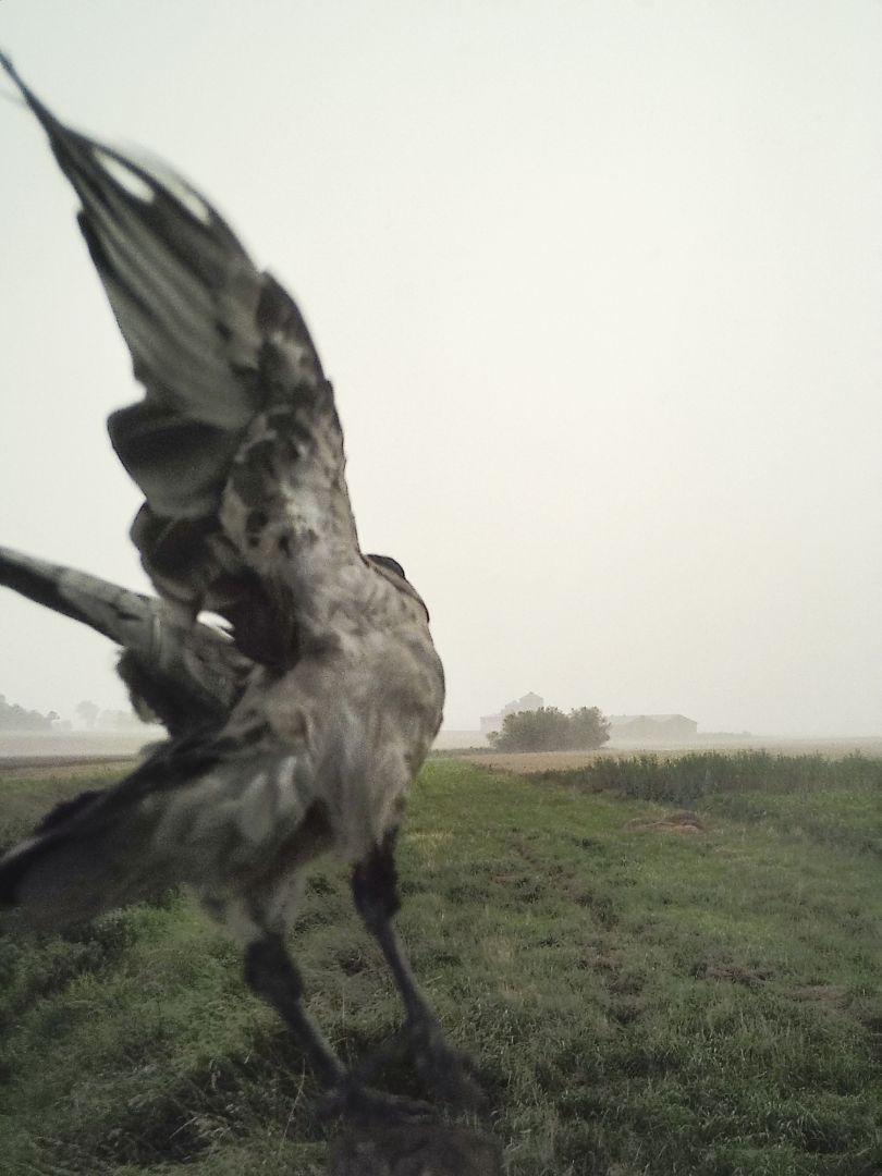 Stephen GILL (*1971, Great Britain): Hooded Crow Nr 07200008 – Christophe Guye Galerie