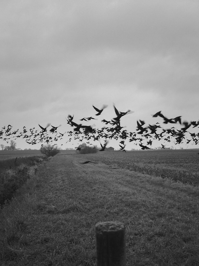 Stephen GILL (*1971, Great Britain): Jackdaw Nr 01280514 – Christophe Guye Galerie