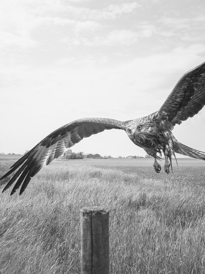 Stephen GILL (*1971, Great Britain): Red Kite Nr 05310004 – Christophe Guye Galerie