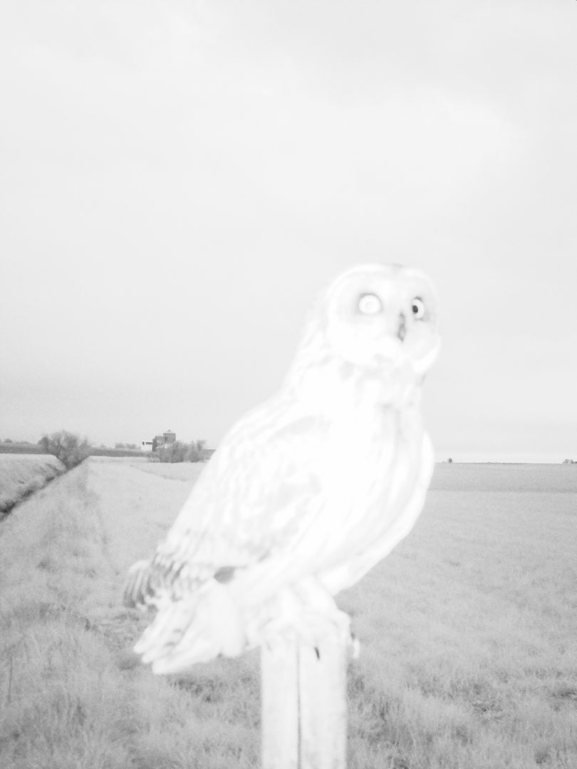 Stephen GILL (*1971, Great Britain): Short Eared Owl Nr 05030368 – Christophe Guye Galerie