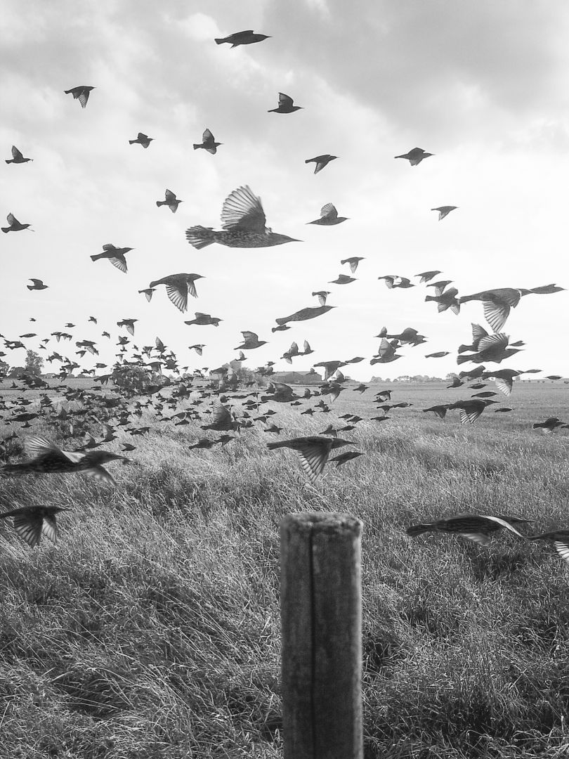 Stephen GILL (*1971, Great Britain): Starling Nr 09110055 – Christophe Guye Galerie