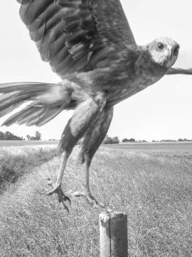 Stephen GILL (*1971, Great Britain): Marsh Harrier, female Nr. 06170466 – Christophe Guye Galerie