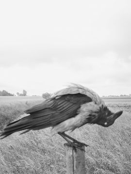 Stephen GILL (*1971, Great Britain): Hooded Crow Nr 06170883 – Christophe Guye Galerie