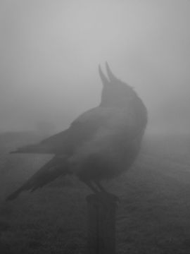 Stephen GILL (*1971, Great Britain): Hooded Crow Nr 10180249 – Christophe Guye Galerie