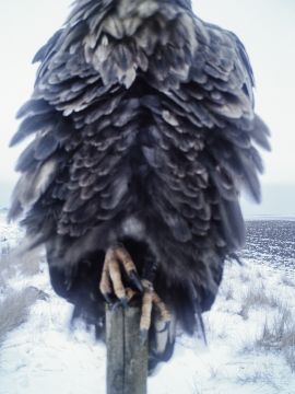 Stephen GILL (*1971, Great Britain): White Tailed Sea Eagle Nr 02130727 – Christophe Guye Galerie