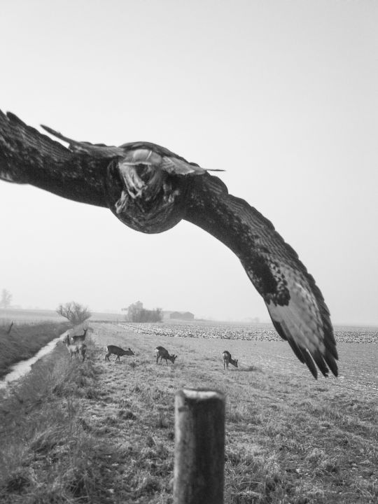 Animal Model – 200 Years of Photography – Christophe Guye Galerie