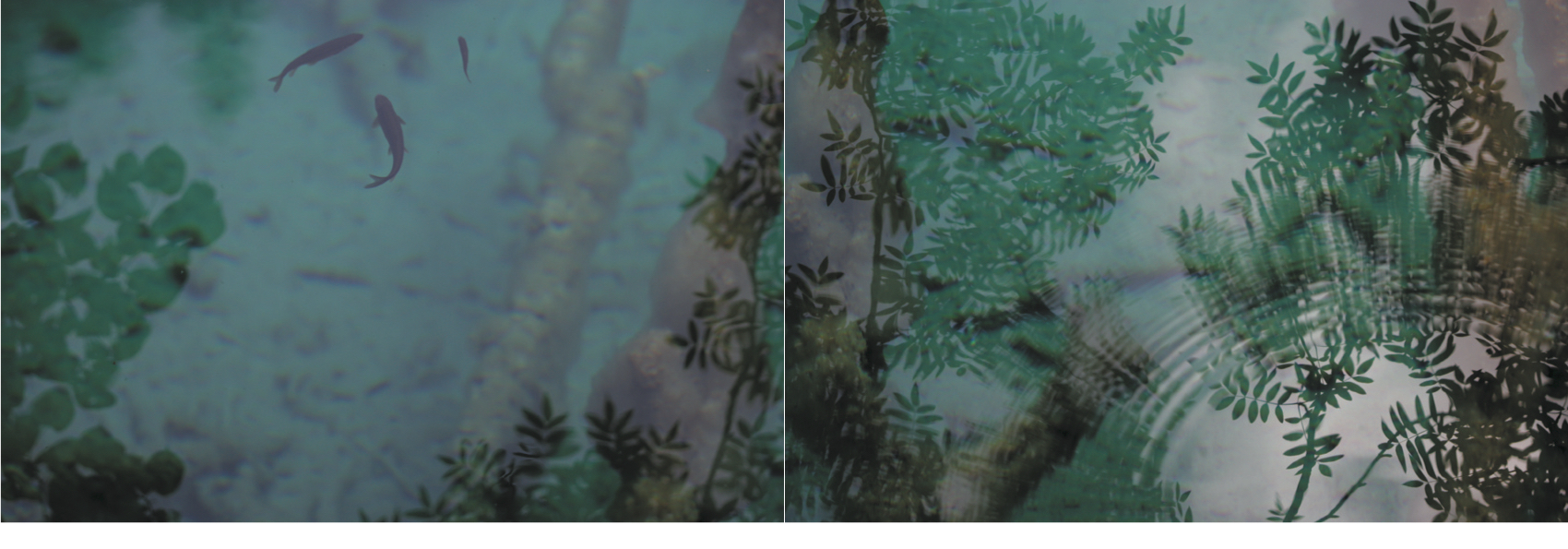Syoin KAJII (*1976, Japan): KAWA 049-050 – Christophe Guye Galerie
