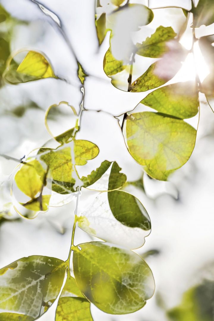 Yoshinori MIZUTANI (*1987, Japan): HDR nature 015 – Christophe Guye Galerie