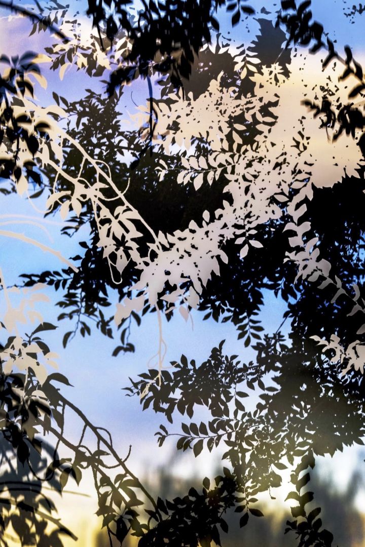 Yoshinori MIZUTANI (*1987, Japan): HDR nature 012 – Christophe Guye Galerie