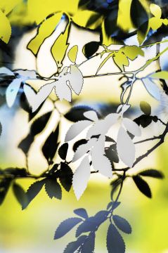 Yoshinori MIZUTANI (*1987, Japan): HDR nature 016 – Christophe Guye Galerie