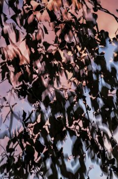 Yoshinori MIZUTANI (*1987, Japan): HDR nature 014 – Christophe Guye Galerie