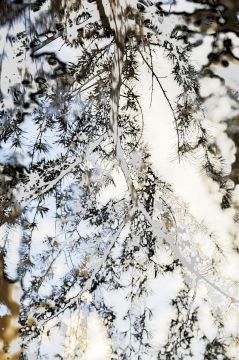 Yoshinori MIZUTANI (*1987, Japan): HDR nature 002 – Christophe Guye Galerie