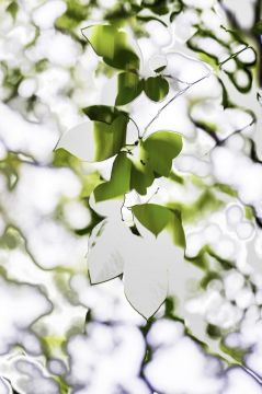 Yoshinori MIZUTANI (*1987, Japan): HDR nature 007 – Christophe Guye Galerie