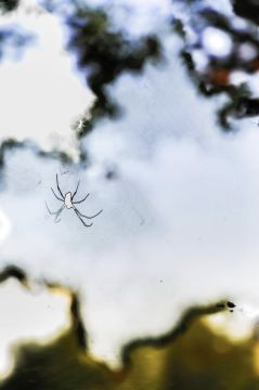 Yoshinori MIZUTANI (*1987, Japan): HDR nature 009 – Christophe Guye Galerie