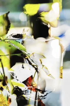 Yoshinori MIZUTANI (*1987, Japan): HDR nature 011 – Christophe Guye Galerie