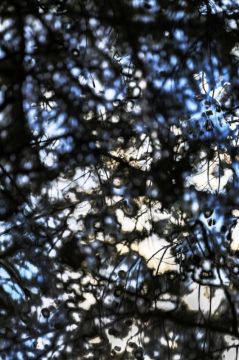 Yoshinori MIZUTANI (*1987, Japan): HDR nature 020 – Christophe Guye Galerie