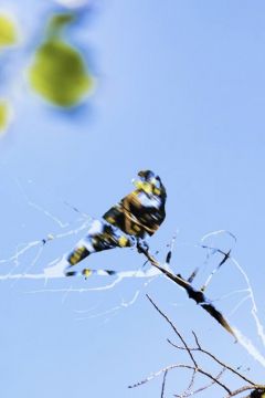 Yoshinori MIZUTANI (*1987, Japan): HDR nature 022 – Christophe Guye Galerie