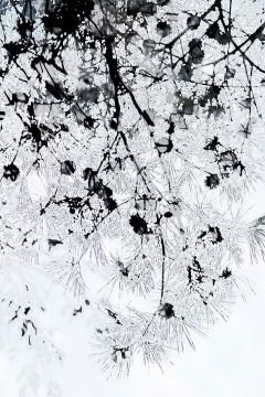 Yoshinori MIZUTANI (*1987, Japan): HDR nature 001 – Christophe Guye Galerie