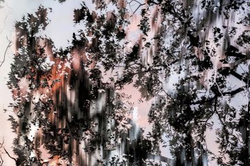 Yoshinori MIZUTANI (*1987, Japan): HDR nature 005 – Christophe Guye Galerie