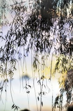 Yoshinori MIZUTANI (*1987, Japan): HDR nature 013 – Christophe Guye Galerie