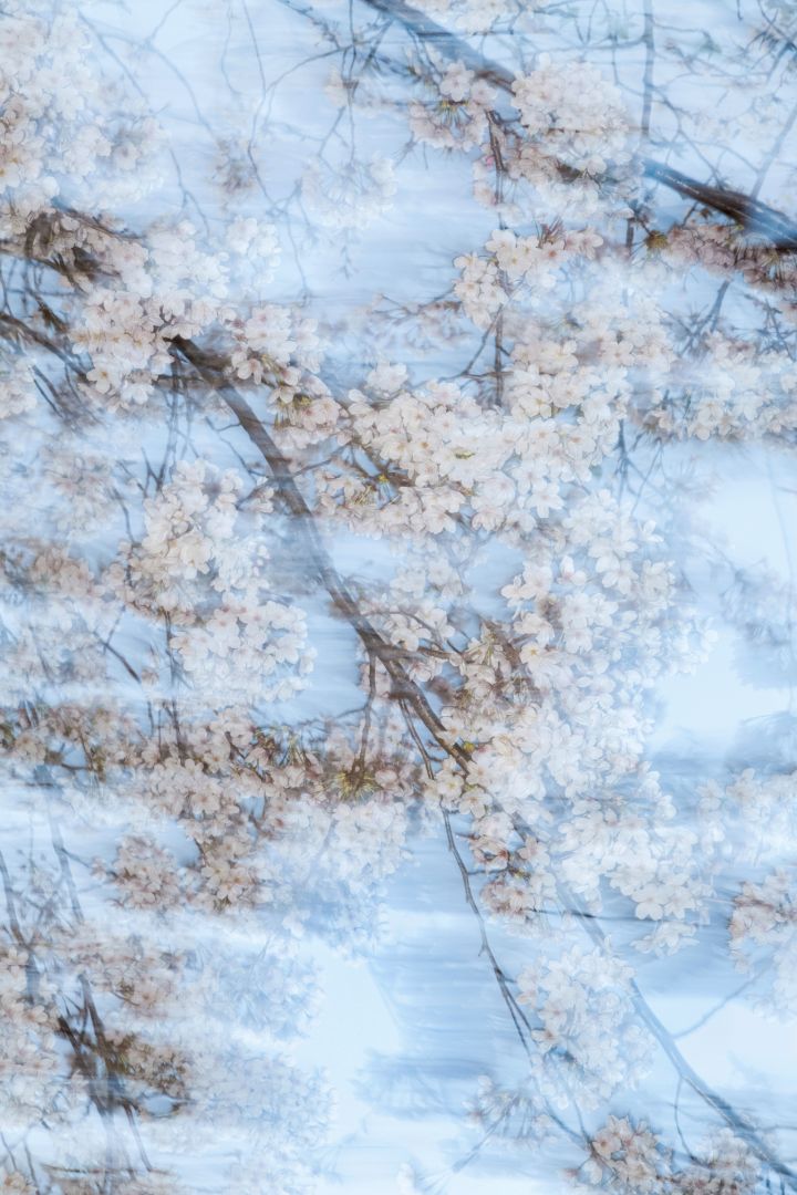 Yoshinori MIZUTANI (*1987, Japan): sakura 001 – Christophe Guye Galerie
