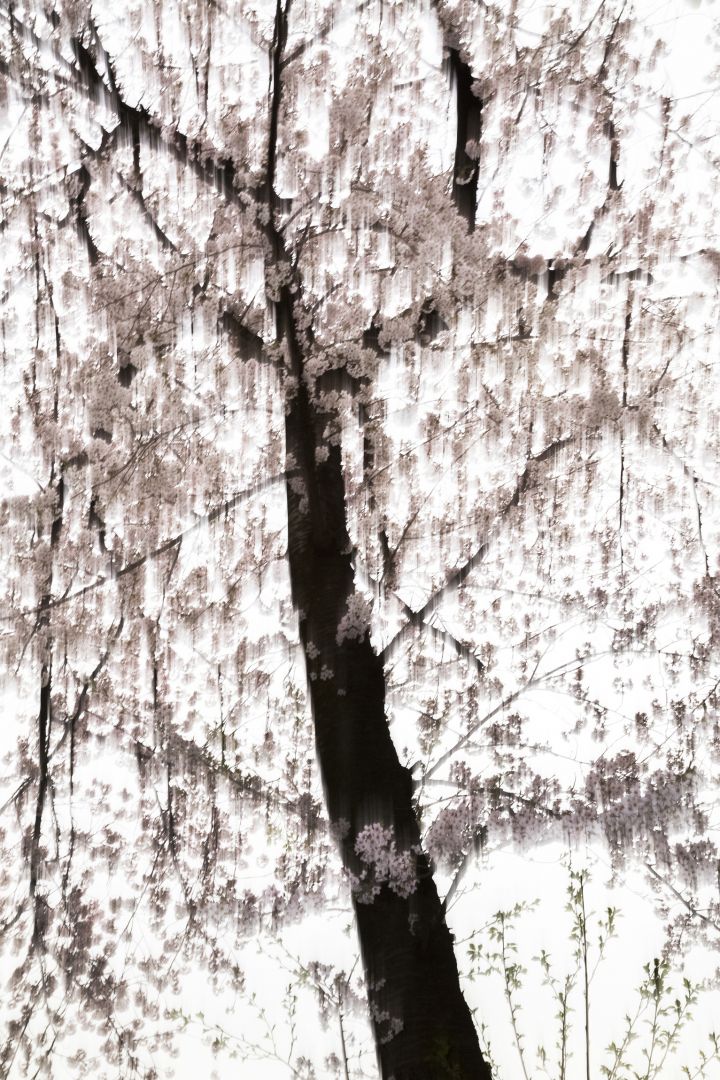 Yoshinori MIZUTANI (*1987, Japan): sakura 016 – Christophe Guye Galerie
