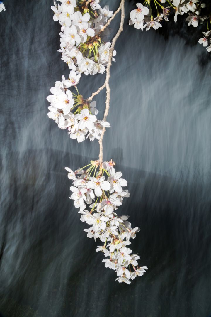 Yoshinori MIZUTANI (*1987, Japan): sakura 022 – Christophe Guye Galerie