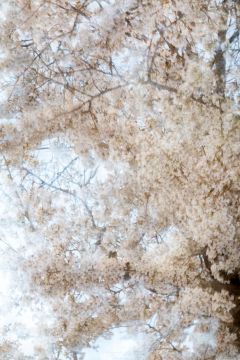 Yoshinori MIZUTANI (*1987, Japan): sakura 010 – Christophe Guye Galerie