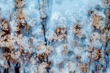 Yoshinori MIZUTANI (*1987, Japan): sakura 002 – Christophe Guye Galerie