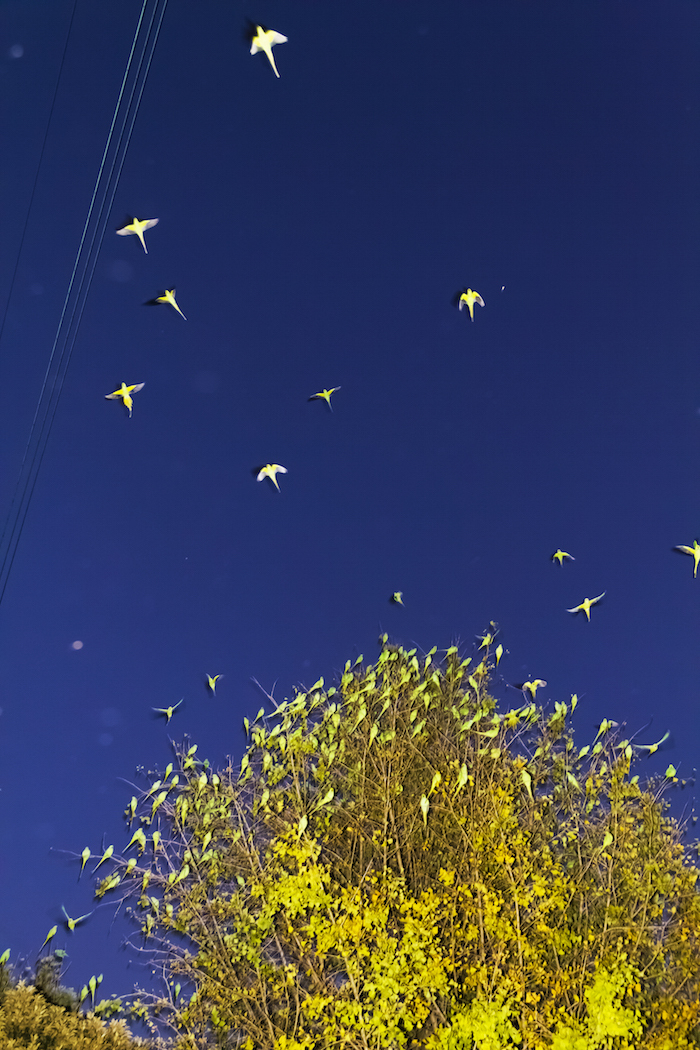 Yoshinori MIZUTANI (*1987, Japan): Tokyo Parrots 020 – Christophe Guye Galerie