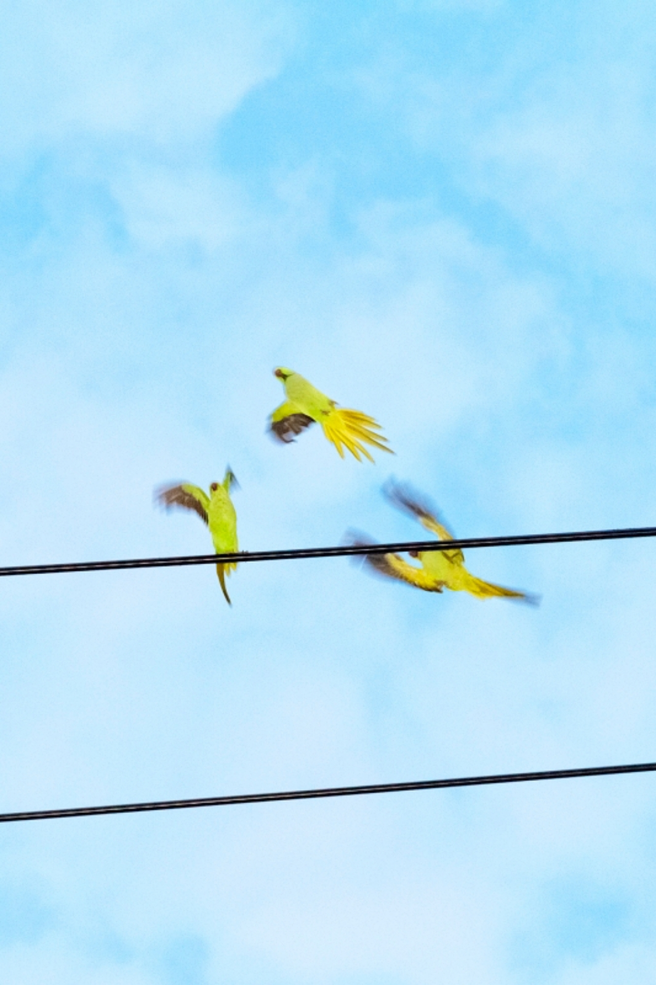 Yoshinori Mizutani – Tokyo Whispers - Gallery | Galerie Christophe