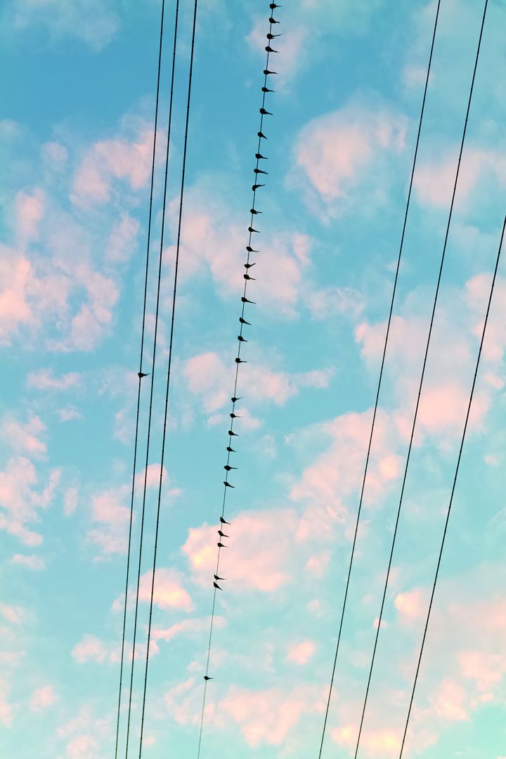 Yoshinori MIZUTANI (*1987, Japan): Tokyo Parrots 011 – Christophe Guye Galerie
