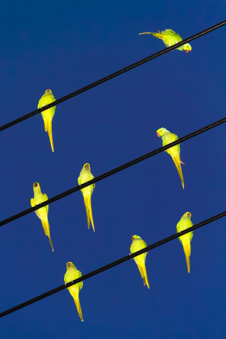 Yoshinori MIZUTANI (*1987, Japan): Tokyo Parrots 023 – Christophe Guye Galerie