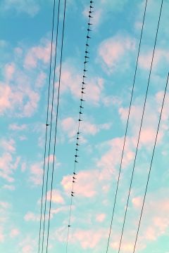 Yoshinori MIZUTANI (*1987, Japan): Tokyo Parrots 011 – Christophe Guye Galerie