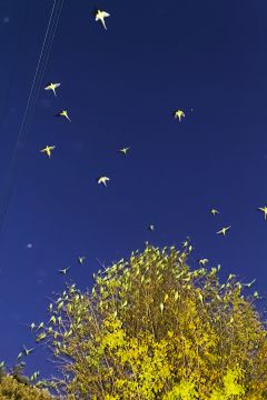 Yoshinori MIZUTANI (*1987, Japan): Tokyo Parrots 020 – Christophe Guye Galerie
