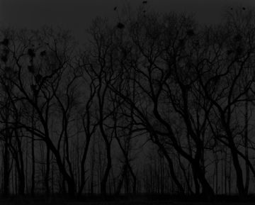 Alexandra CATIERE (*1978, Belarus / France) : Trees at night  – Christophe Guye Galerie