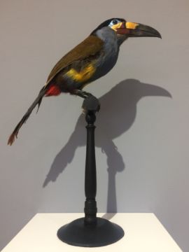  Kleiner Tukan (Ramphastidae, South America) – Christophe Guye Galerie