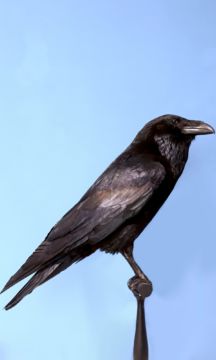  Kolkrabe (Corvus corax, Central Europe) – Christophe Guye Galerie
