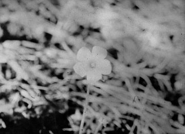 Daisuke YOKOTA (*1983, Japan): Not titled yet – Christophe Guye Galerie