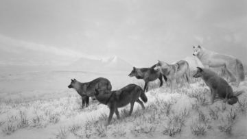 Hiroshi SUGIMOTO (*1948, Japan): Alaskan Wolves – Christophe Guye Galerie