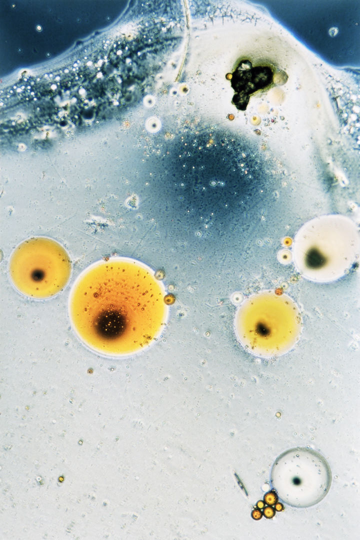 Stephen GILL (*1971, Great Britain): Untitled, from the series 'Coexistence' – Christophe Guye Galerie