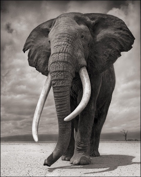 Nick BRANDT (*1966, England): Elephant on Bare Earth, Amboseli – Christophe Guye Galerie