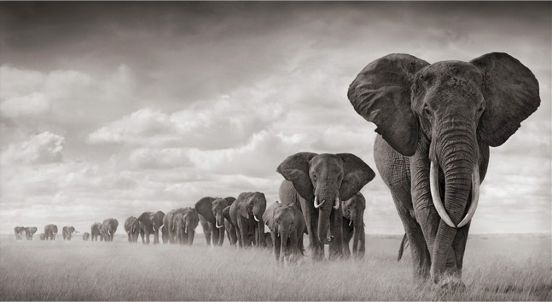 Nick BRANDT (*1966, England): Elephants Walking Through Grass, Amboseli – Christophe Guye Galerie