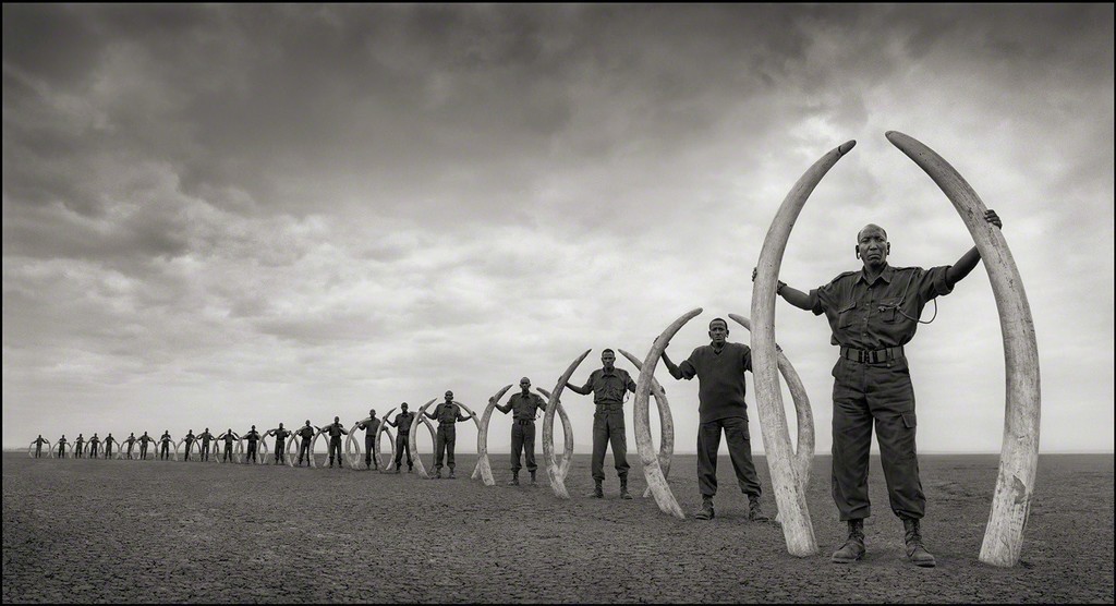 Nick BRANDT (*1966, England): Rangers (Line Of) With Tusks Of Killed Elephants, Amboseli – Christophe Guye Galerie