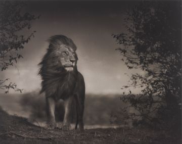 Nick BRANDT (*1966, England): Lion Before Storm I, Masai Mara – Christophe Guye Galerie