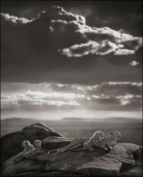 Nick BRANDT (*1966, England): Cheetah And Cubs Lying On Rock, Serengeti – Christophe Guye Galerie