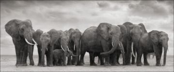 Nick BRANDT (*1966, England): Elephant Group On Bare Earth, Amboseli – Christophe Guye Galerie